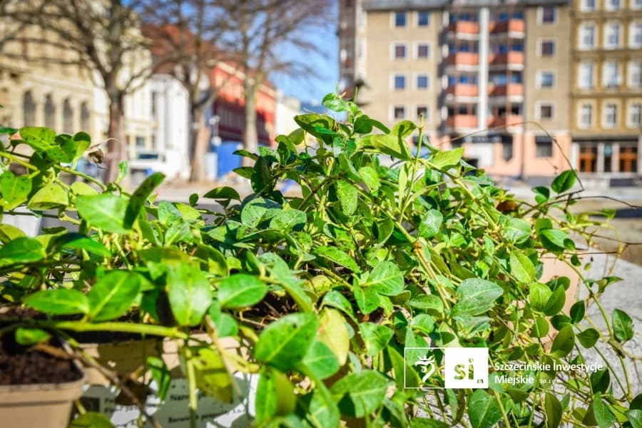 Wiosna na placu Orła Białego. Rozpoczynamy prace przy nasadzeniach zieleni